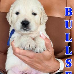 Bullseye - Light golden male Golden Retriever puppy in Rancho Cucamonga, California from Robinson Retrievers