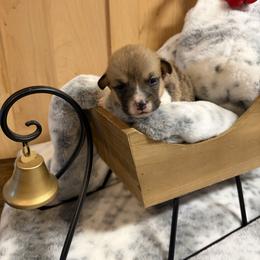 Girl 1 - Red female Pembroke Welsh Corgi puppy in Elberton, Georgia from Lonesome Boone Corgis