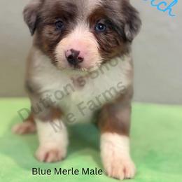 Branch - Labor Day Sale - Blue merle male Miniature Australian Shepherd puppy in Oronogo, Missouri from Dutton's Show Me Farms