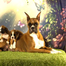 Boxer Puppies from Elevated Boxers