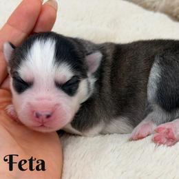 Feta - Black and white female Pomsky puppy in Eastman, Georgia from Once Upon A Pomsky