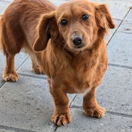 Bonnie - Dachshund
