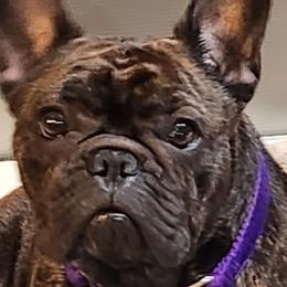 French Bulldogs from Ruffini French Bulldogs