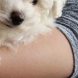 Bichon Frise Puppies from Laura Magpali