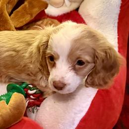 Dachshunds from Whitney’s Weiners