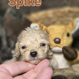 Spike - Cream male Poodle puppy in West Point, Mississippi from Golden Paws