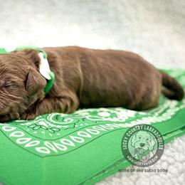 Mister Green - Chocolate male Australian Labradoodle puppy in Wake Forest, North Carolina from Lucky Country Labradoodles