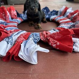 Dachshund Puppies from Johnson’s Weiner Farm