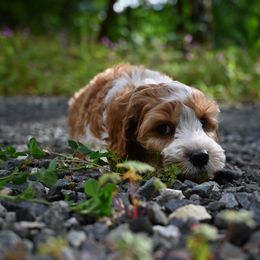 Cavapoo, Cockapoo, and Poodle Puppies from Heavenly Puppies to Love