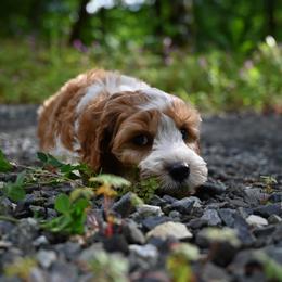 Cavapoo, Cockapoo, and Poodle Puppies from Heavenly Puppies to Love