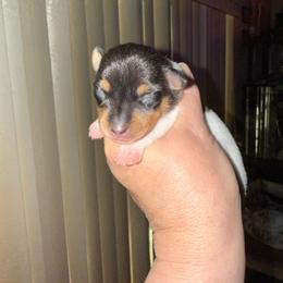 Ruby male 3 - White black and tan male Toy Fox Terrier puppy in Clermont, Florida from Debbie Hiles's Toy Fox Terriers