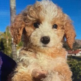 Marlie - Goldendoodle