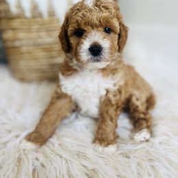 Banks - Apricot male Cavapoo puppy in Natural Bridge, Virginia from Padgetts Hill Puppies