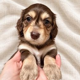 Mocha - Chocolate and cream female Dachshund puppy in Laurel, Mississippi from Kissinger Dachshunds