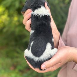 Male 2 - Black brown and white male Basset Hound puppy in Lindley, New York from Hill Top Basset Hounds & Cane Corso