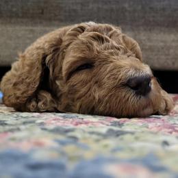 Goldendoodles and Labradoodles from Indian Hills Doodles
