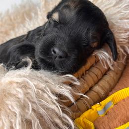 Girl 2 - Yellow Collar - Pepper and salt female Giant Schnauzer puppy in St George, Utah from Schnauzer Ranch