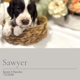 Sawyer - Liver and white male English Springer Spaniel puppy in Arcadia, Florida from Redemption Fields Springer Spaniels