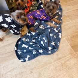 Posey - Yorkshire Terrier