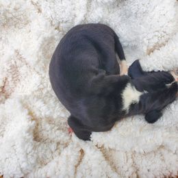 Great Dane Puppies from Dog in Mind Danes