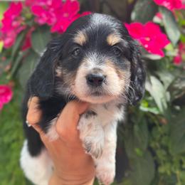 Black and cream piebald AKC - Black and cream female Dachshund puppy in North Branch, Michigan from Monarch Miniature Dachshunds