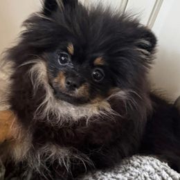 Princess - Black and tan female Pomeranian puppy in Cullman, Alabama from Dixie Darlings Pomeranians