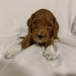 Cupid: Medium Goldendoodle, Male, Ready Jan 19 - Apricot male Goldendoodle puppy in Johns Island, South Carolina from Golden Doodlebugs