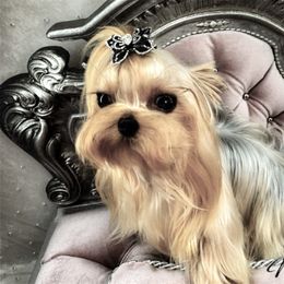 Noki - Yorkshire Terrier