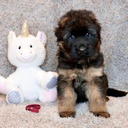 Girl 1 - Black and red female German Shepherd puppy in Stockton, California from Zaragoza German Shepherds