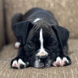Madison - Brindle female Boxer puppy in Brock, Texas from Tommaso AKC Boxers