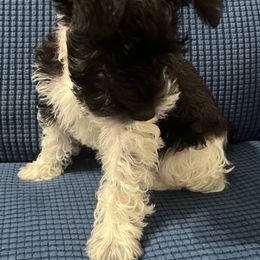 Miniature Schnauzer and Shorkie Puppies from Southern Ohio Schnauzers & Snorkies
