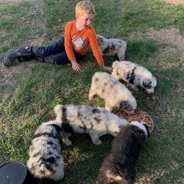 Australian Shepherd Puppies from Cannonrun Aussies