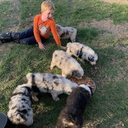 Australian Shepherd Puppies from Cannonrun Aussies