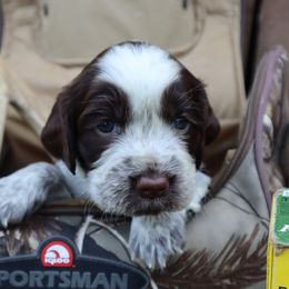 English Springer Spaniel Puppies from White Pine Springer Spaniels