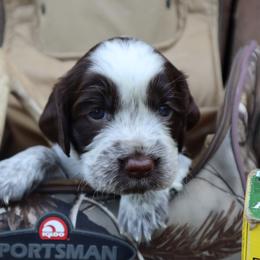 English Springer Spaniel Puppies from White Pine Springer Spaniels