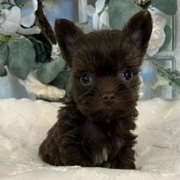 Willow - Liver female Yorkshire Terrier puppy in Rising Star, Texas from Phillips Pup House