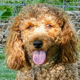 Noah - Poodle