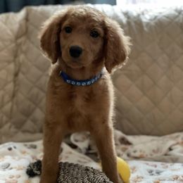 Double Doodles and Goldendoodles from Beck's Doodles