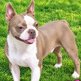 STORMIE - Boston Terrier