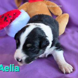 Aelia - Black tri-color female Australian Shepherd puppy in Smithfield, Utah from Invictus Farms