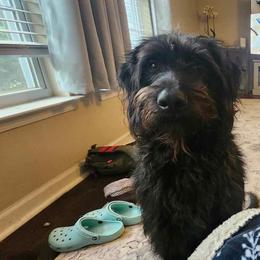 Dachshund, Labradoodle, and Labrador Retriever All Grown Up from Muddy Bay Kennels