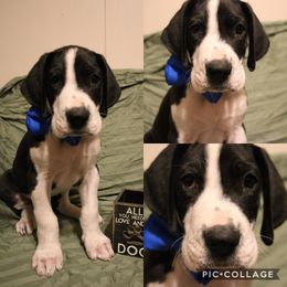 Great Dane Puppies from Cook’s Gentle Giants