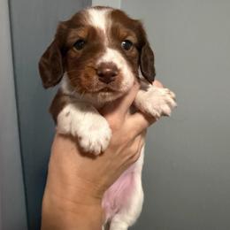 Fawn AKC - Piebald female Dachshund puppy in Erie, Michigan from Champagne’s Grinch Toe’d Dachshunds
