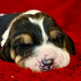 Waylon - Black brown and white male Basset Hound puppy in Hillsboro, West Virginia from Bear Foot Bassets Of West Virginia