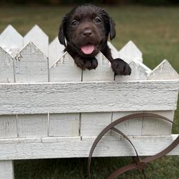 Chocolate female u - Chocolate female Labrador Retriever puppy in Edgefield, South Carolina from Backwoods Pond Labradors LLC
