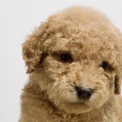 Bugs - Red  Goldendoodle puppy in Houston, Texas from Texas Castle Doodles