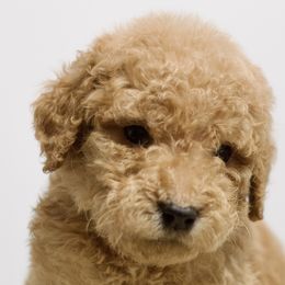 Bugs - Red  Goldendoodle puppy in Houston, Texas from Texas Castle Doodles