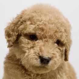 Bugs - Red  Goldendoodle puppy in Houston, Texas from Texas Castle Doodles