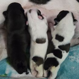 French Bulldog puppies from Sassy Little Bulldogs