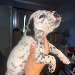 Quartz - White and black male Dalmatian puppy in Toledo, Ohio from Exquisite Dalmatians & Poodles